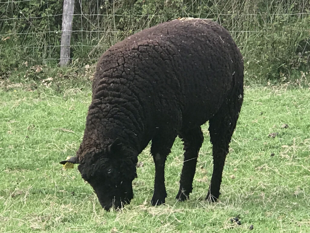 Mouton noir paissant dans un champ, représentant la production durable de laine de l'entreprise "Laines sous les Pommiers".