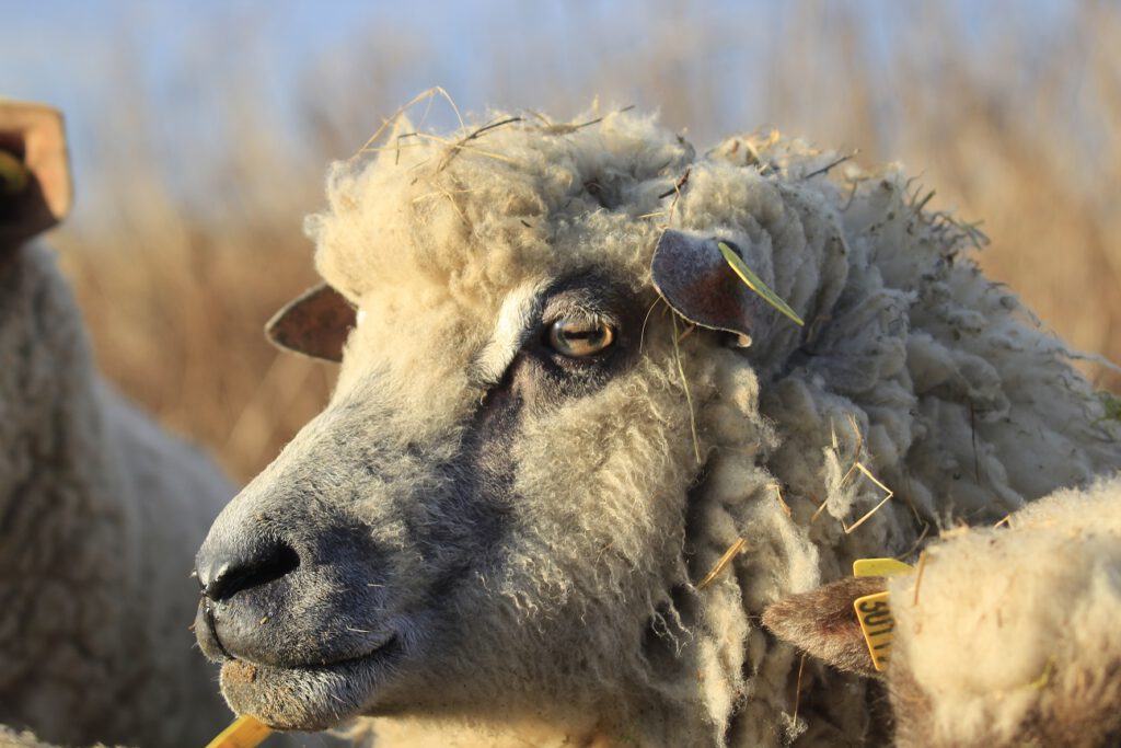 Mouton au pelage laineux, pâturant sous un ciel ensoleillé, illustrant la production de laine durable.
