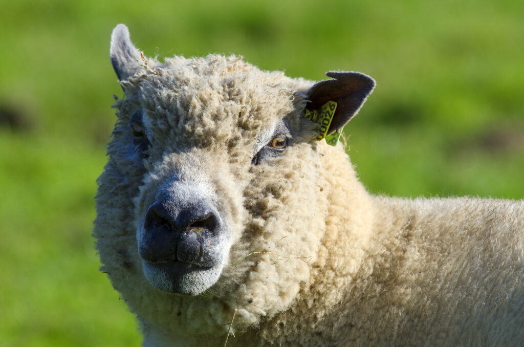 Mouton au pelage laineux, sur fond de verdure, représentant l'élevage durable de Laines sous les Pommiers.