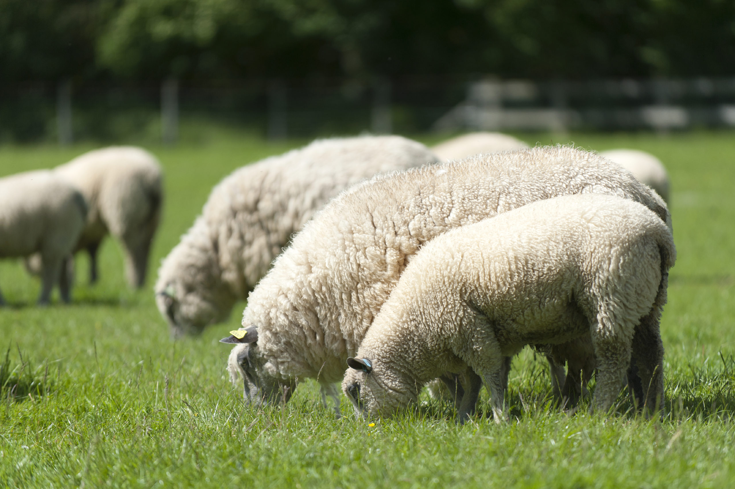 Moutons gris et blancs paissant dans un champ verdoyant, symbole de la durabilité et de l'élevage respectueux de l'environnement.