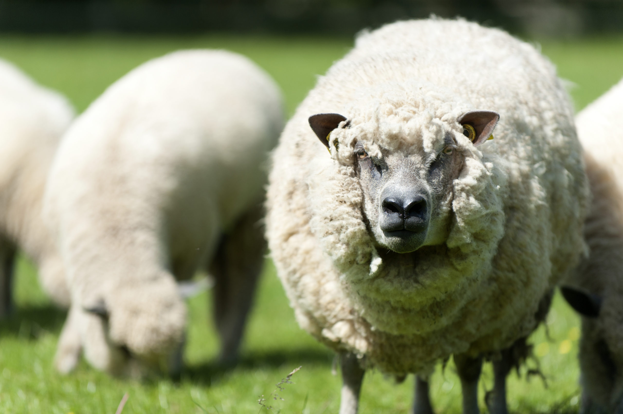 Mouton en pâturage, représentant la production de laine durable chez Laines sous les Pommiers.