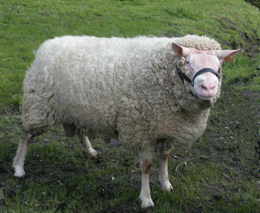 Mouton dans un pré, représentant la production de laine durable de l'entreprise "Laines sous les Pommiers".