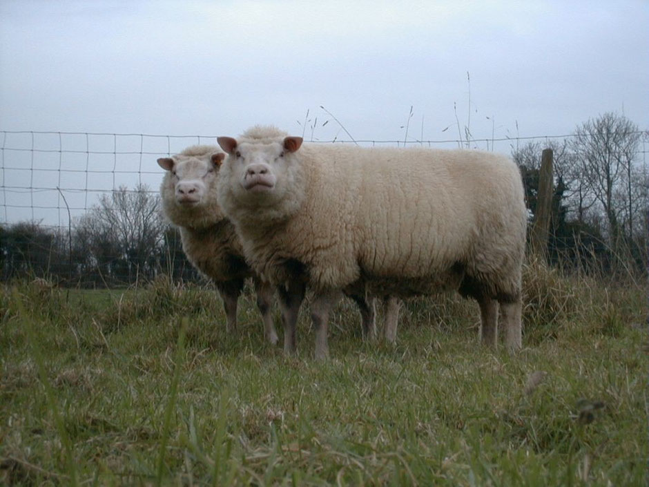 Deux moutons dans un champ, représentant la production durable de laine de l'entreprise Laines sous les Pommiers.