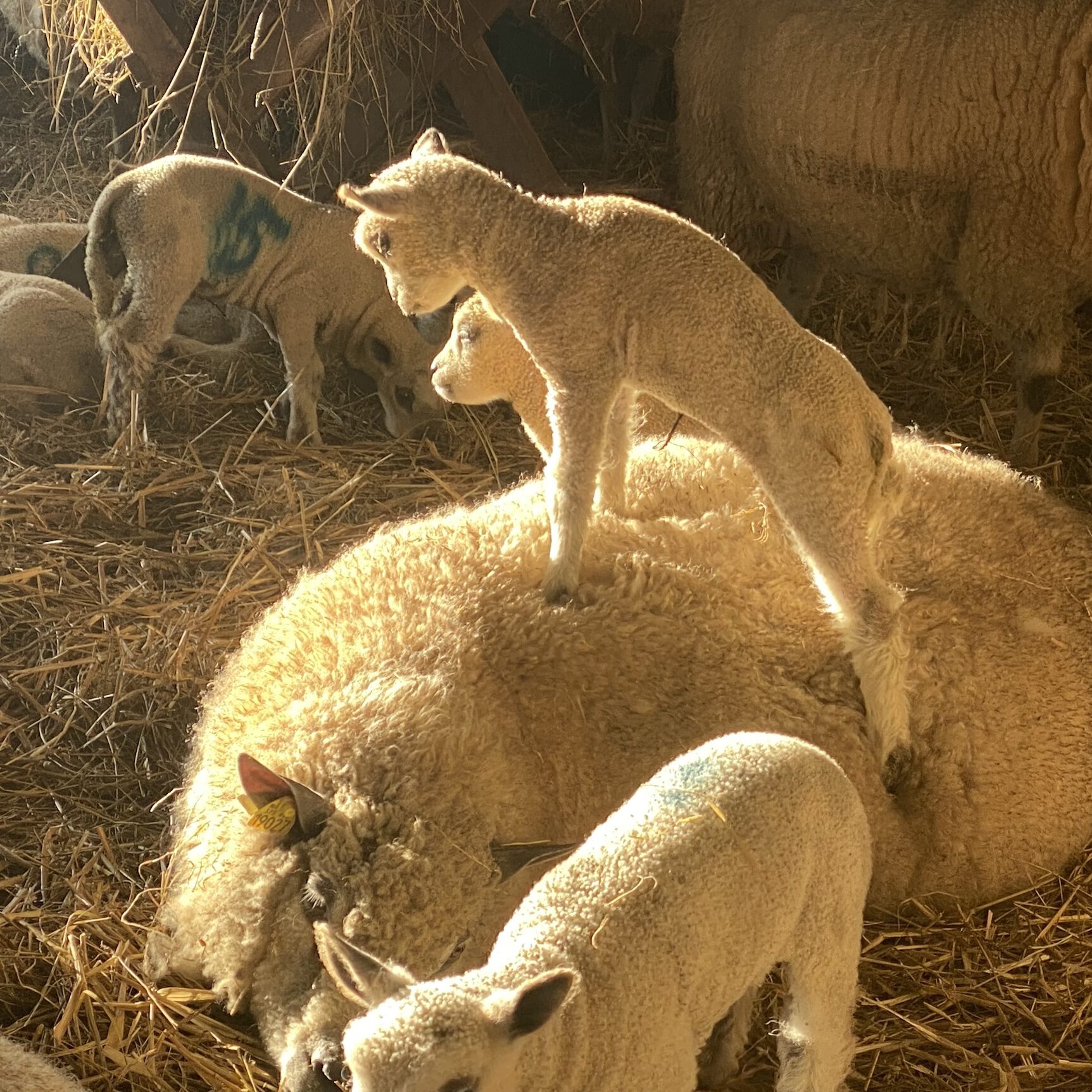 Agneaux dans une bergerie, l'un debout sur un mouton, entourés de foin, illustrant la vie durable à "Laines sous les Pommiers".