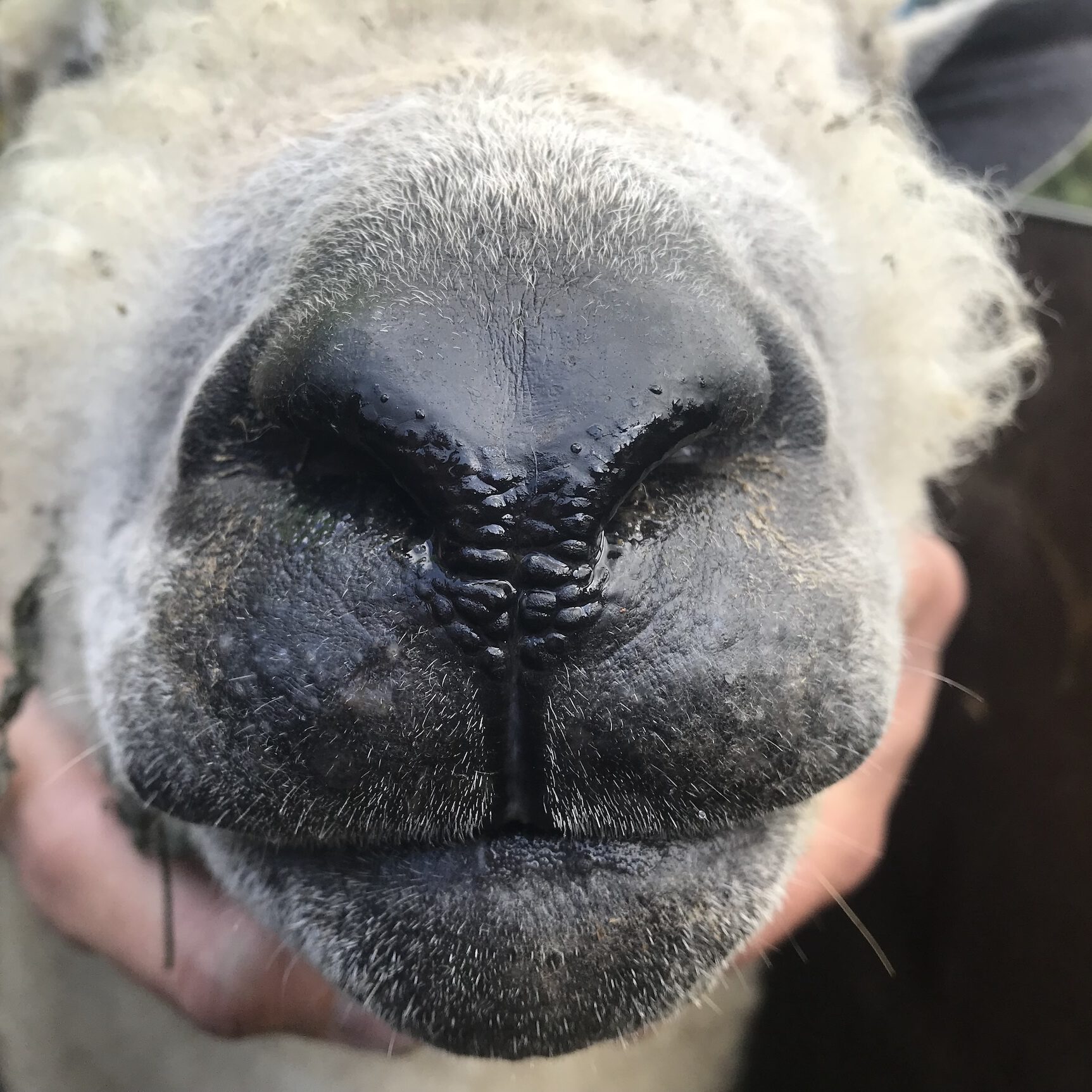 Gros plan sur le museau d'un mouton, représentant l'élevage durable pour la production de laine.