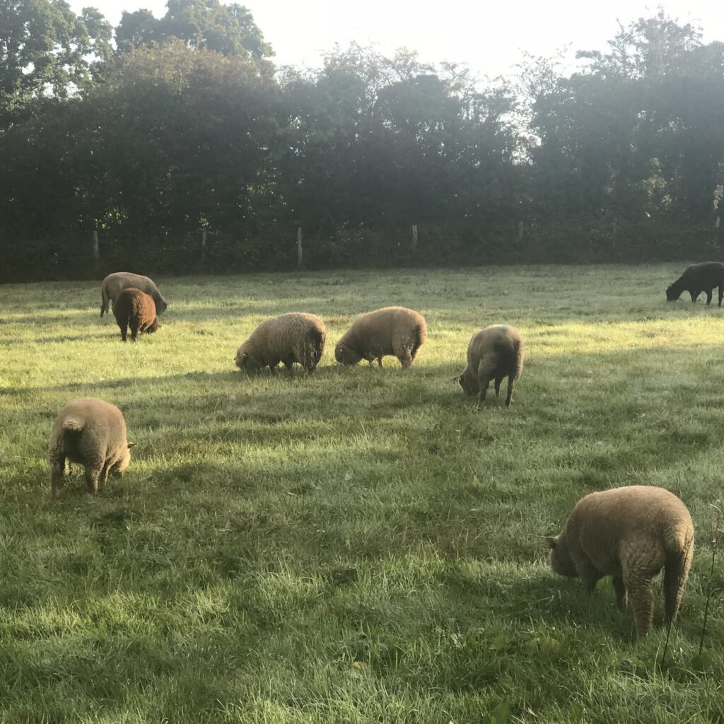Des moutons broutent dans un champ verdoyant, entourés d'arbres, représentant la durabilité de l'élevage.