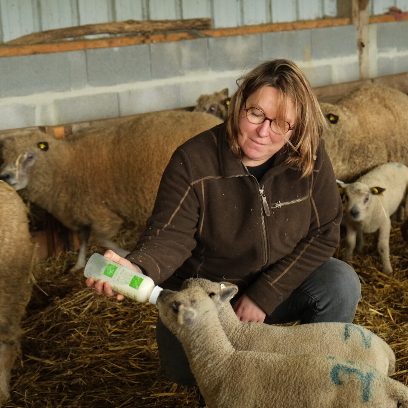 Femme nourrissant un agneau au sein d'une étable, entourée de moutons, mettant en avant des pratiques durables.