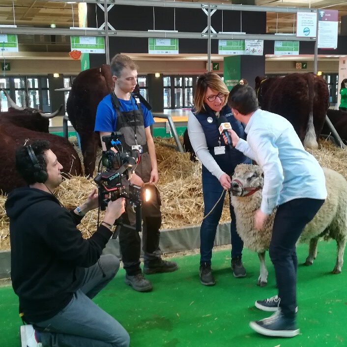 Interview sur la production de laine de mouton avec des intervenants et un mouton dans un cadre rural.