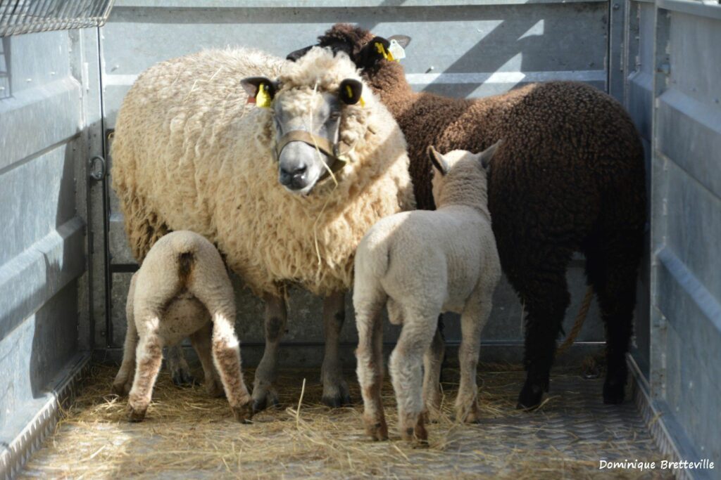 Moutons d'élevage avec leurs agneaux dans un enclos, illustrant la production durable de laine.