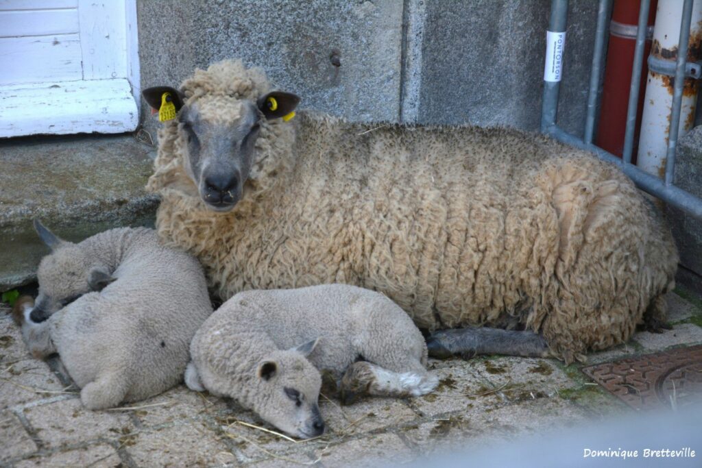 Moutons dormant paisiblement devant une porte, symbolisant la production durable de laine.