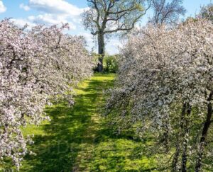 Un chemin verdoyant bordé de pommiers en fleurs sous un ciel bleu.