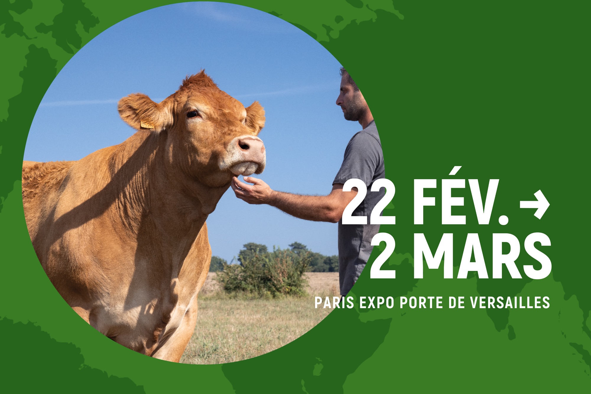 Un homme interagit avec une vache dans un champ, soulignant l'agriculture locale et durable.