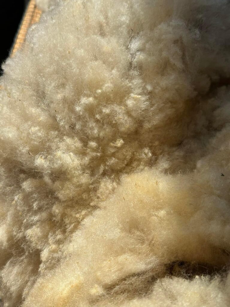 Laine naturelle, douce et moelleuse, issue des moutons Normands, prête pour des créations artisanales durables.