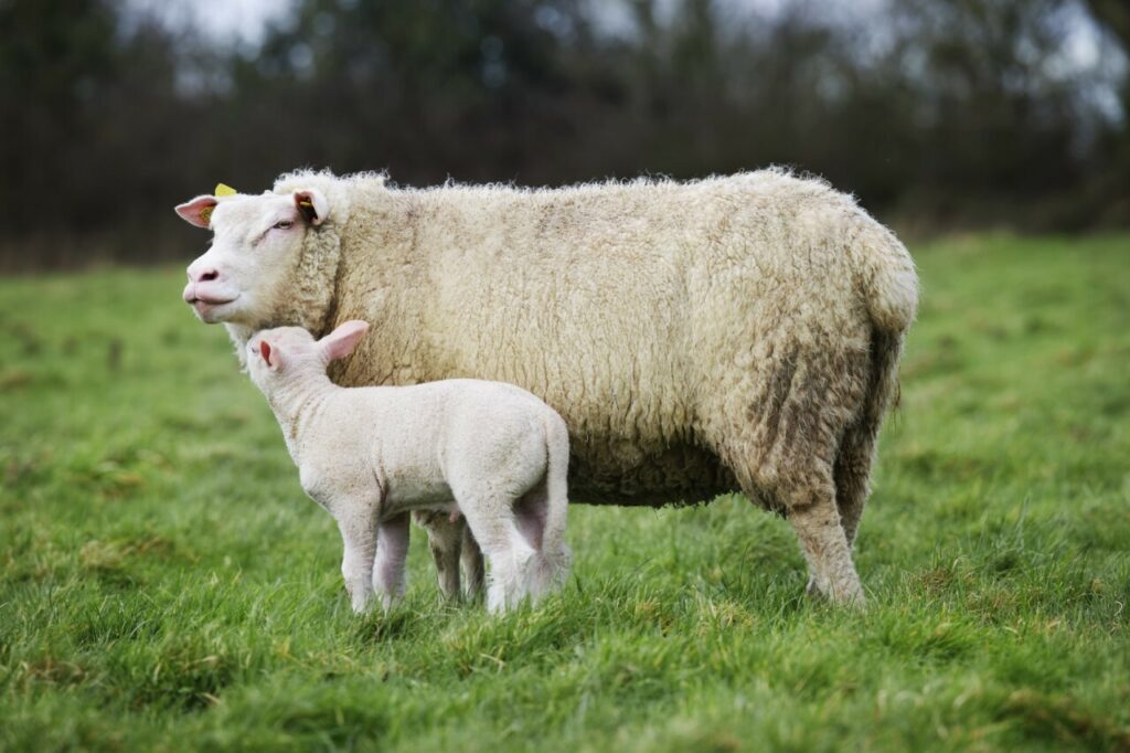 Mouton Avranchin et son agneau dans une prairie verdoyante, symbole de l'élevage normand durable.