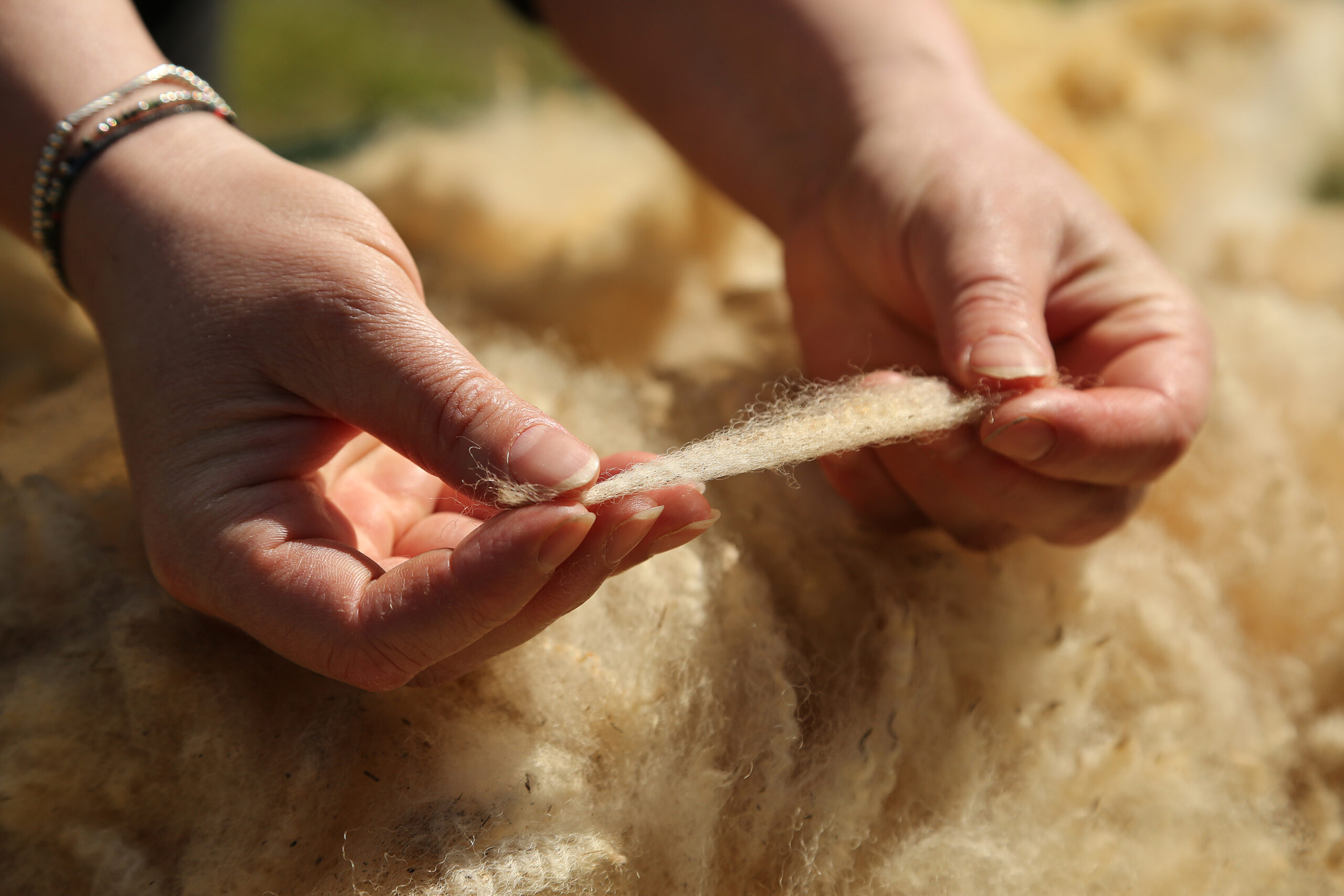Mains manipulant de la laine pure provenant de moutons normands, sur un fond de laine cardée.