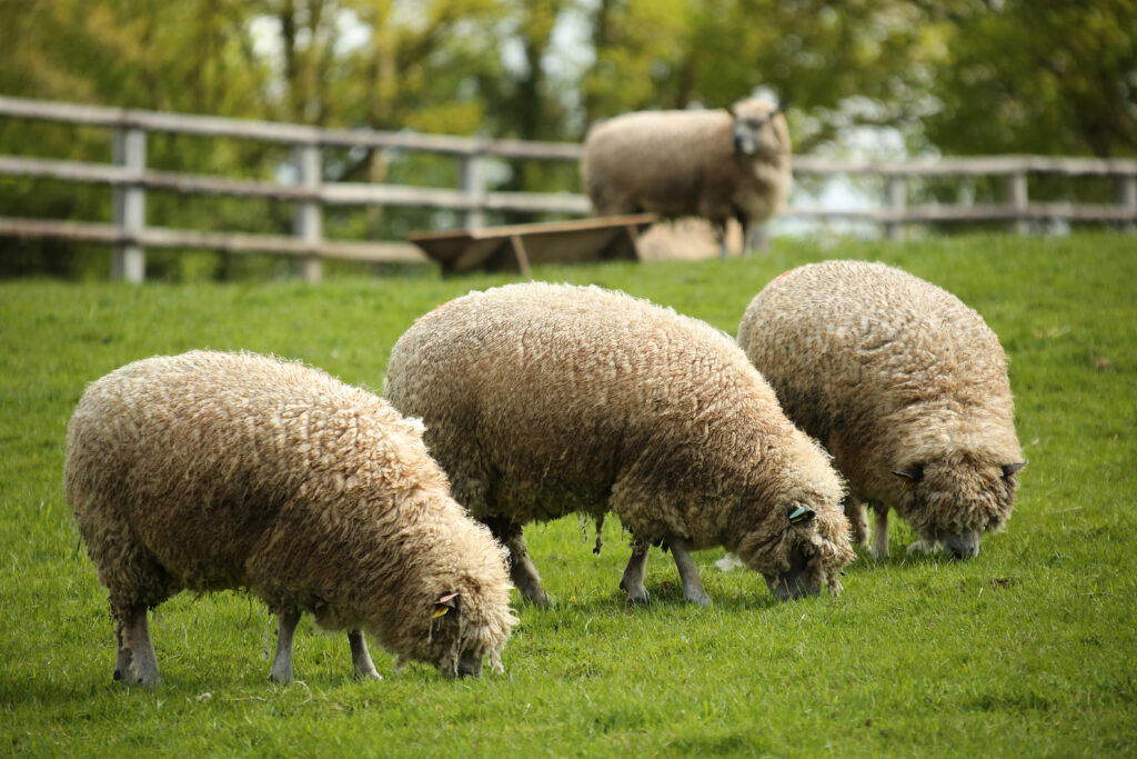 Quatre moutons Avranchin paissant sur une prairie verdoyante, avec des pommiers en arrière-plan.