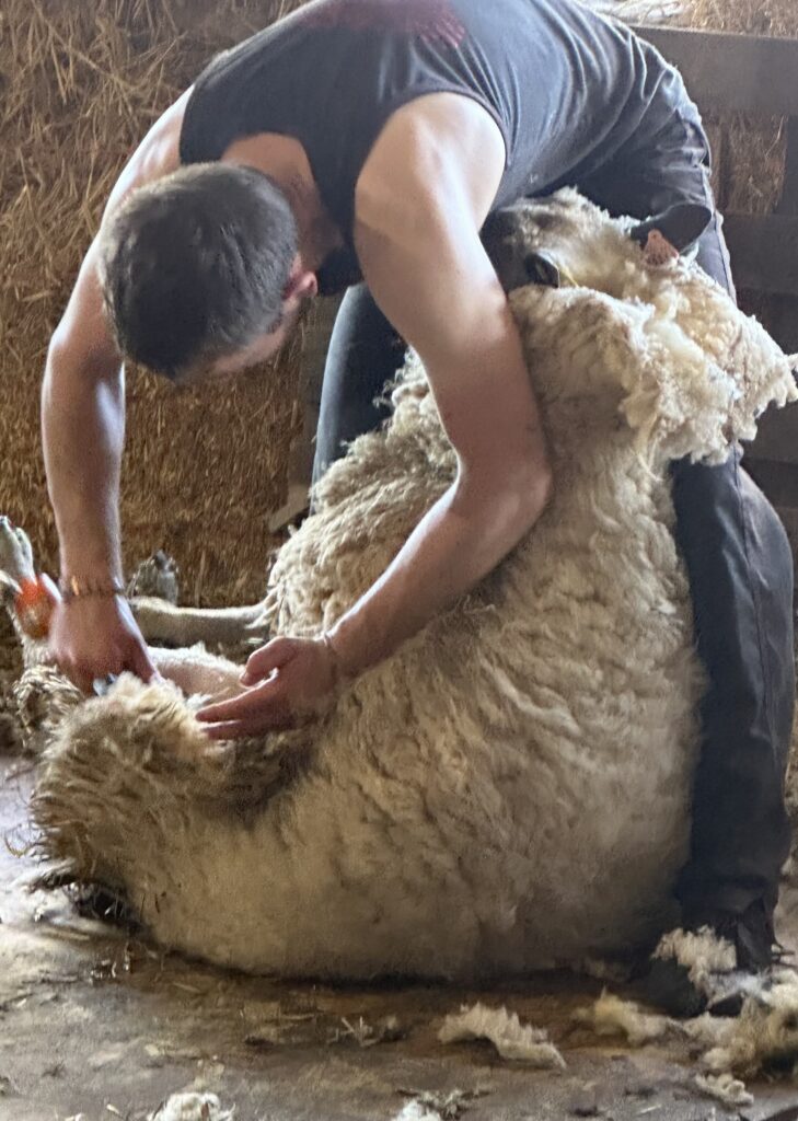 Un éleveur tond un mouton dans une ferme normande, mettant en valeur l'artisanat durable et la laine de race pure.