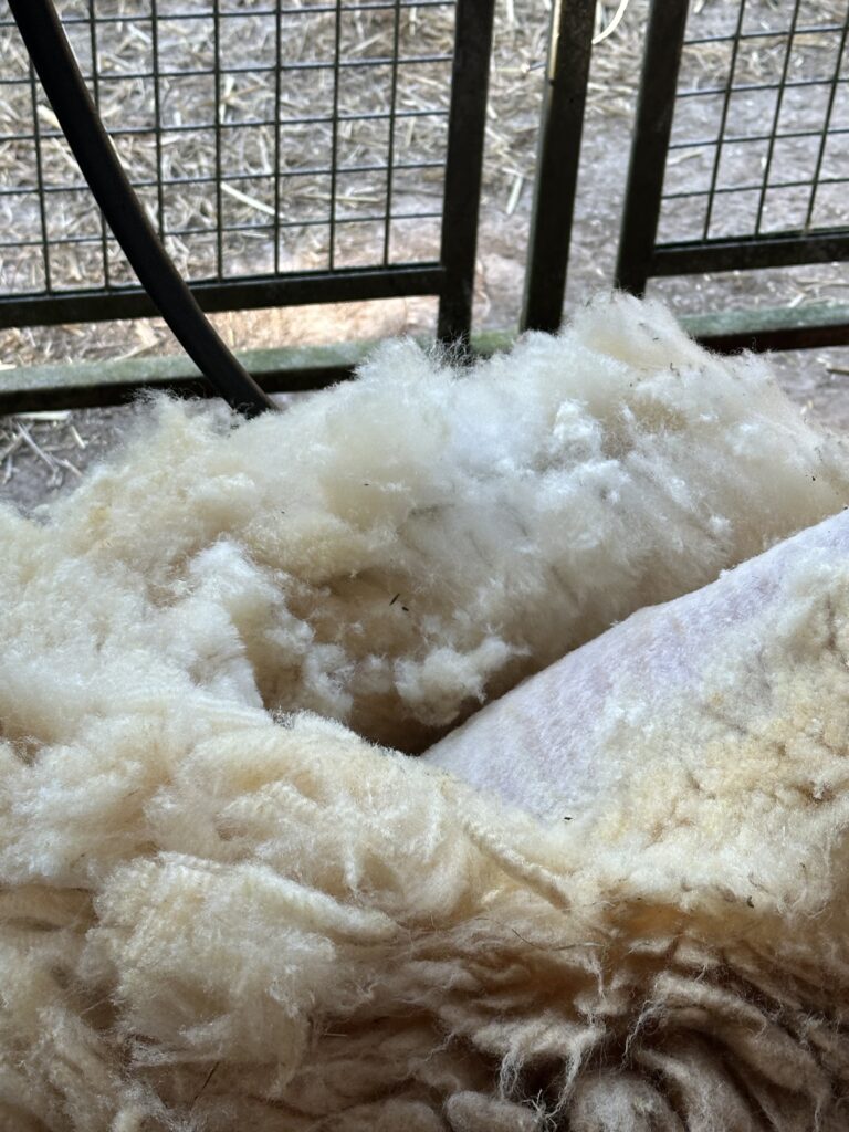 Laine brute des moutons normands, préparée pour le filage, sur fond de clôture.