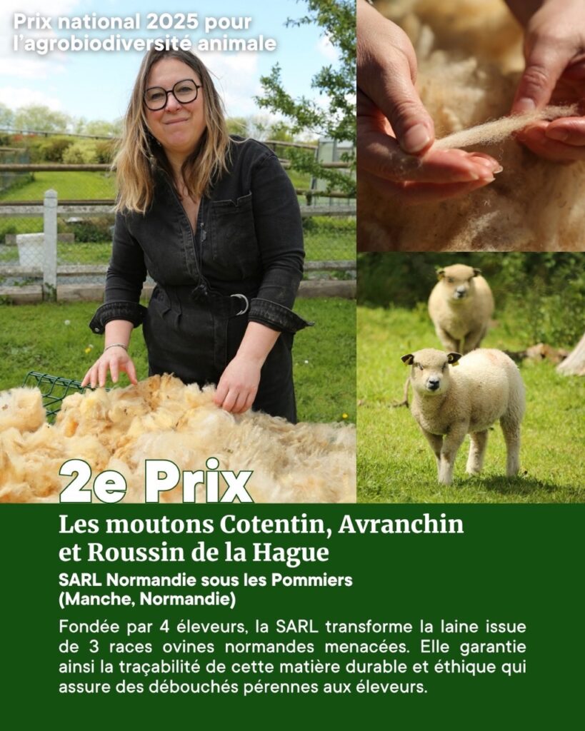 Femme souriante tenant de la laine, entourée de moutons dans un environnement normand verdoyant. Artisanat durable et races menacées.