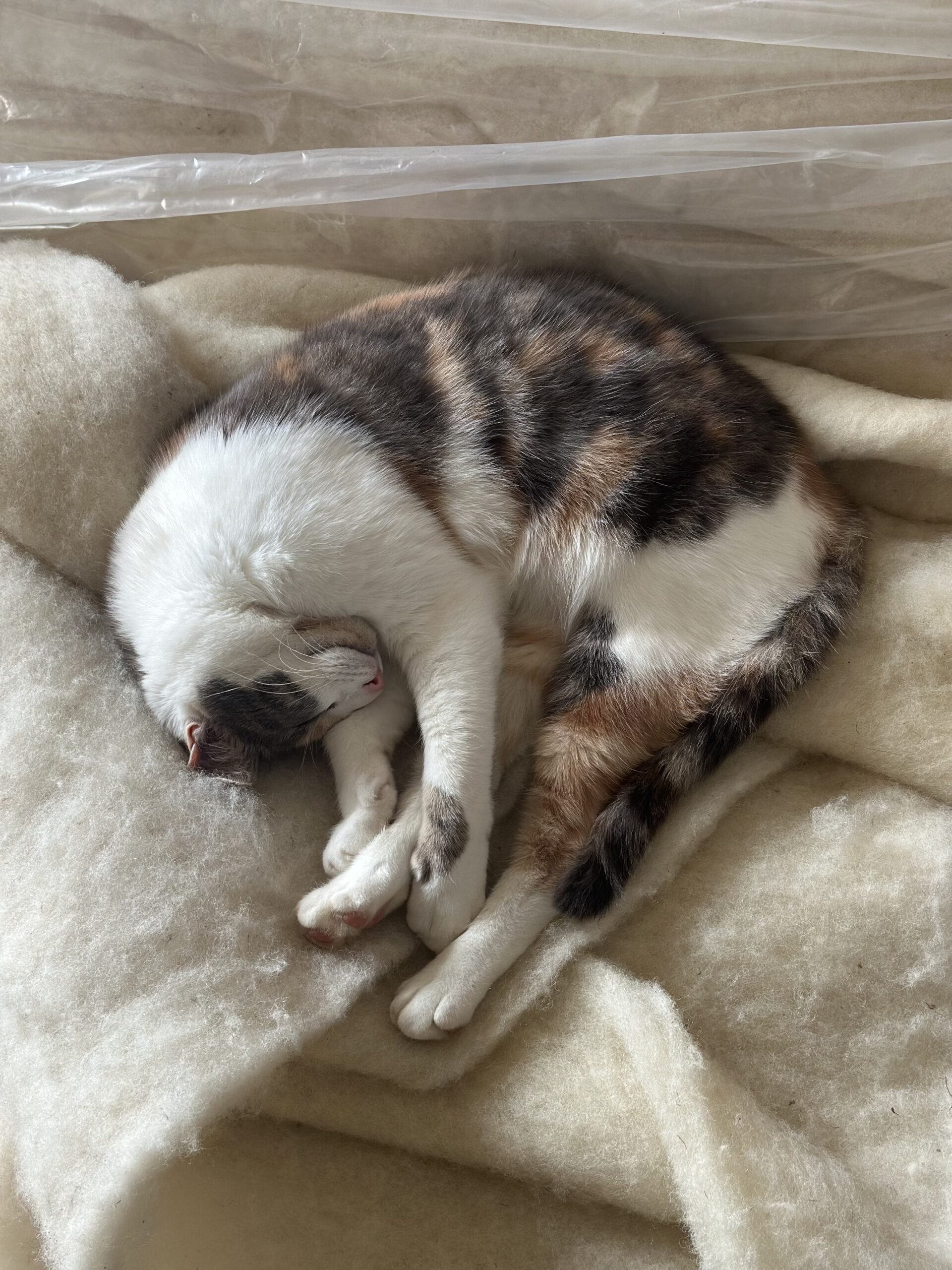Un chat endormi sur un tapis de laine douce, dans un environnement chaleureux et tranquille.