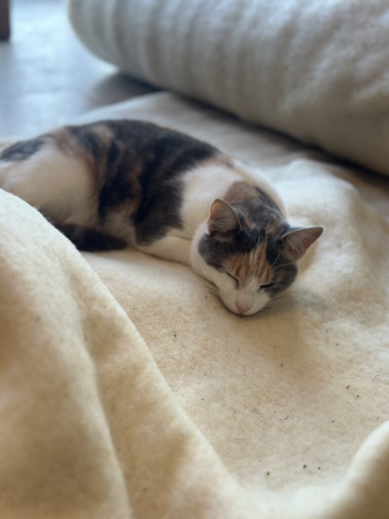 Un chat dort paisiblement sur un tissu en laine, entouré de matériaux naturels.