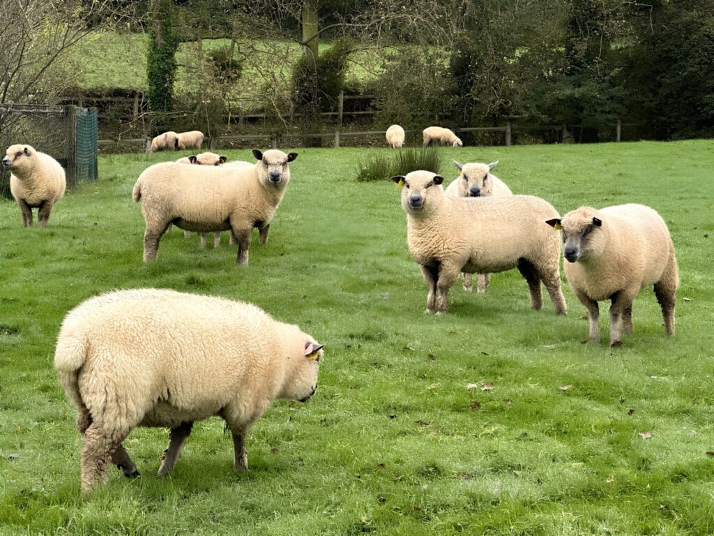 Des moutons Avranchin paissent dans une prairie verdoyante, typique des élevages normands engagés.