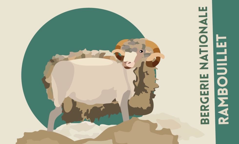 Mouton Rambouillet illustré, symbole de la laine française et de l'artisanat durable en Normandie.